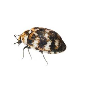 carpet beetles picture vs. bed bugs Miami Florida