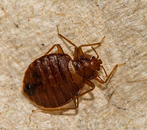 Bed Bug Identification in Southern Florida