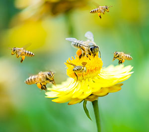 Identifying when you have a bee problem by Florida Pest Control Miami Dade Ft Lauderdale FL