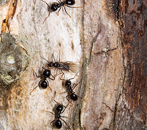 Carpenter Ants -  Things Not To Do in Southern Florida