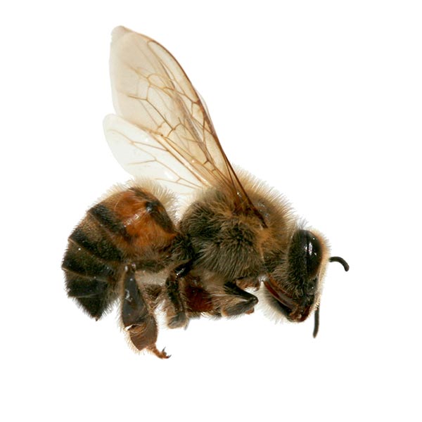 Africanized bees in Florida