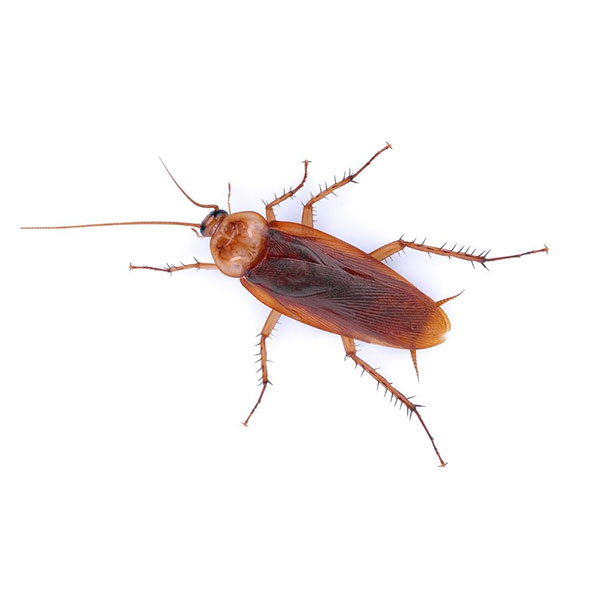 American cockroach control in Florida
