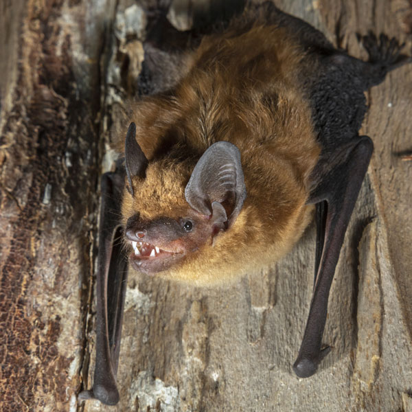 Big brown bats in Florida