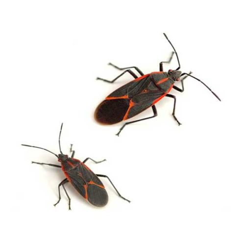 Boxelder Bug Identification & Behavior - Boxelder Bug Control