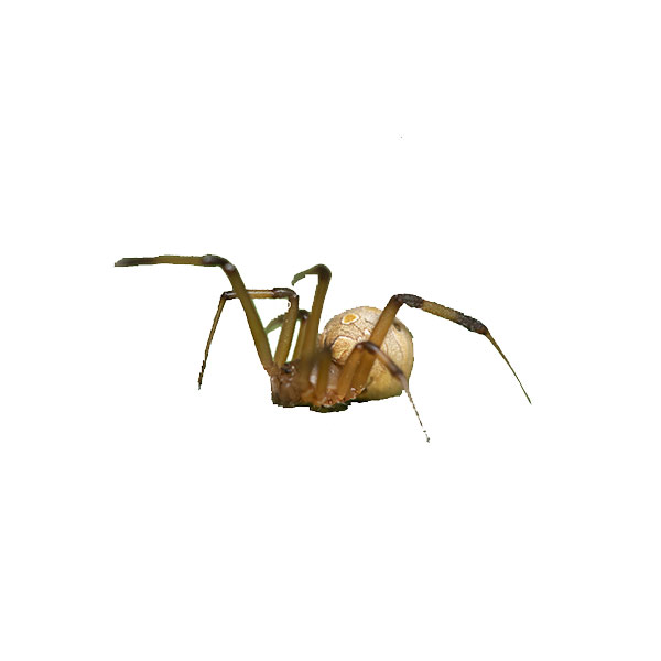 Brown widow spiders in Florida