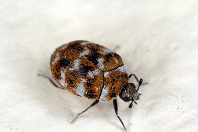 Carpet Beetles or Bed Bugs: Know the Difference in Southern Florida