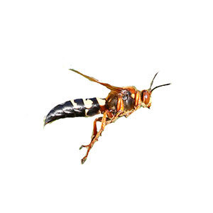 Cicada killer in Florida