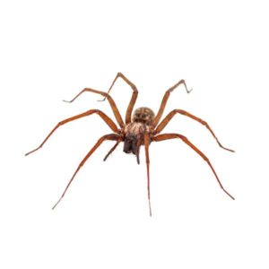 Domestic house spiders in Florida
