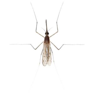 Gnat flies in Florida