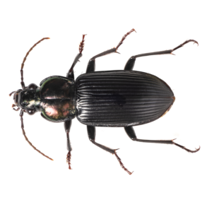 Ground beetles in Florida