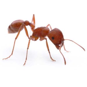 Harvester ants in Florida
