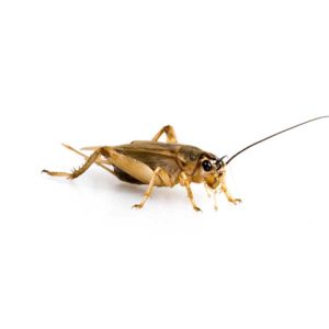 House crickets in Florida