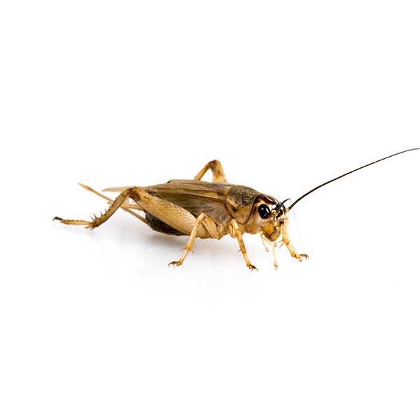 House crickets in Florida