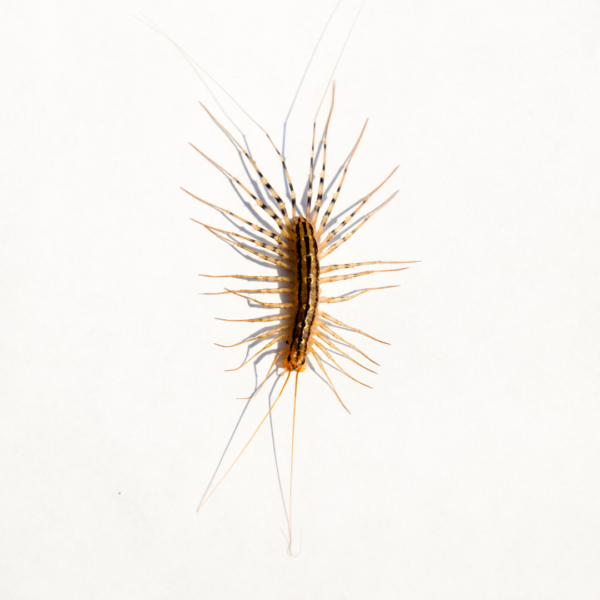 House centipedes in Florida
