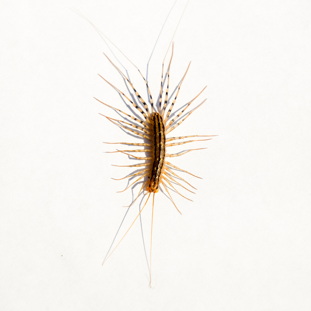 House Centipede Identification & Behavior - House Centipede Control