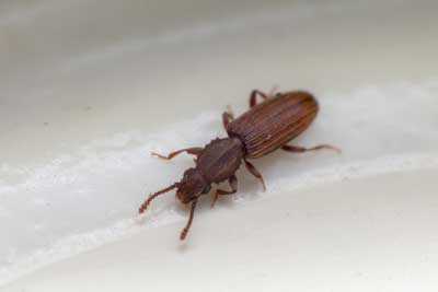 How to Get Rid of Pantry Beetles in Southern Florida