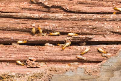 How to prevent termites in Southern Florida with Florida Pest Control