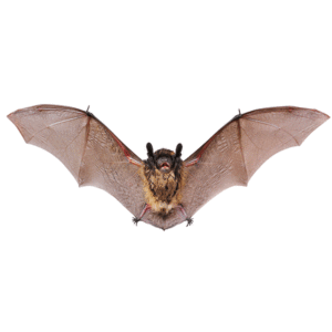 Little brown bats in Florida