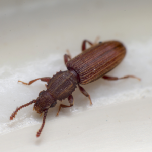 Merchant grain beetles in Florida