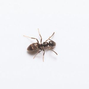 Odorous house ants in Florida