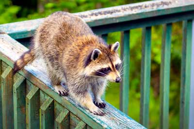 Preventing nuisance wildlife from entering your home by Florida Pest Control in Southern Florida