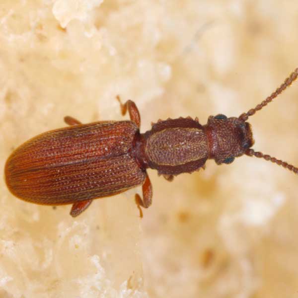 Sawtoothed grain beetles in Florida