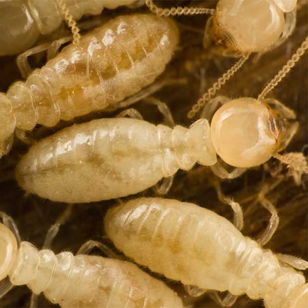 Subterranean Termites in Florida