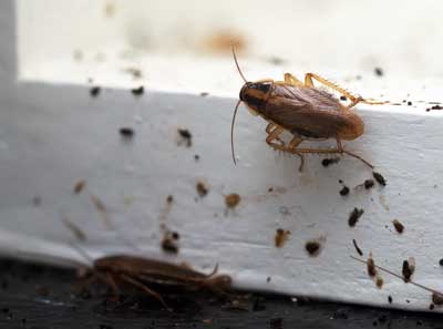 Learn the signs of a cockroach infestation with help from Florida Pest Control in Southern Florida