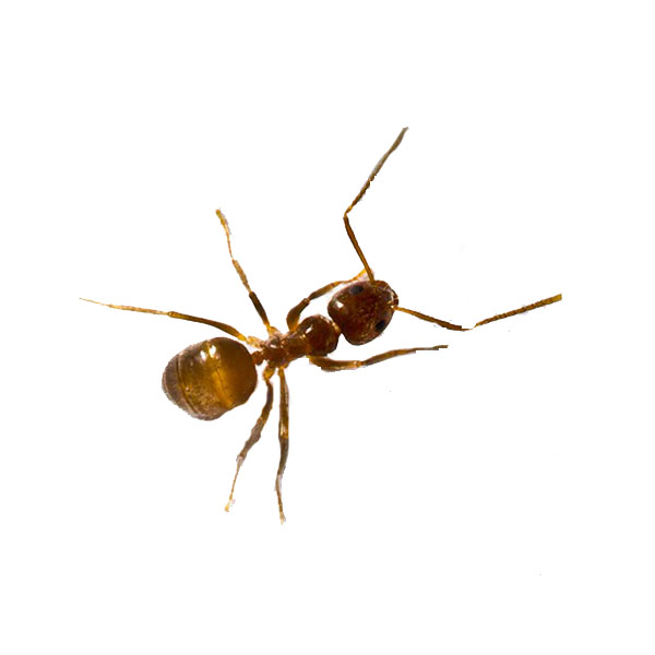 Tawny crazy ants in Florida