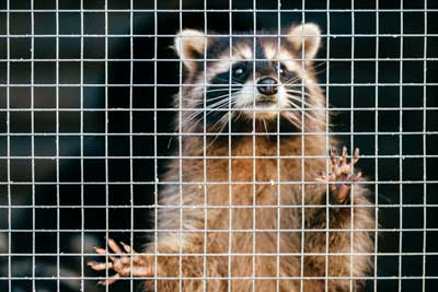 Wildlife exclusion services by Florida Pest Control in Southern Florida