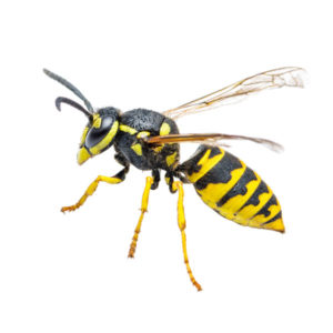 Yellowjacket hornets in Florida