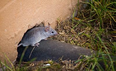 Rodent Exclusion Services by Florida Pest Control in South Florida