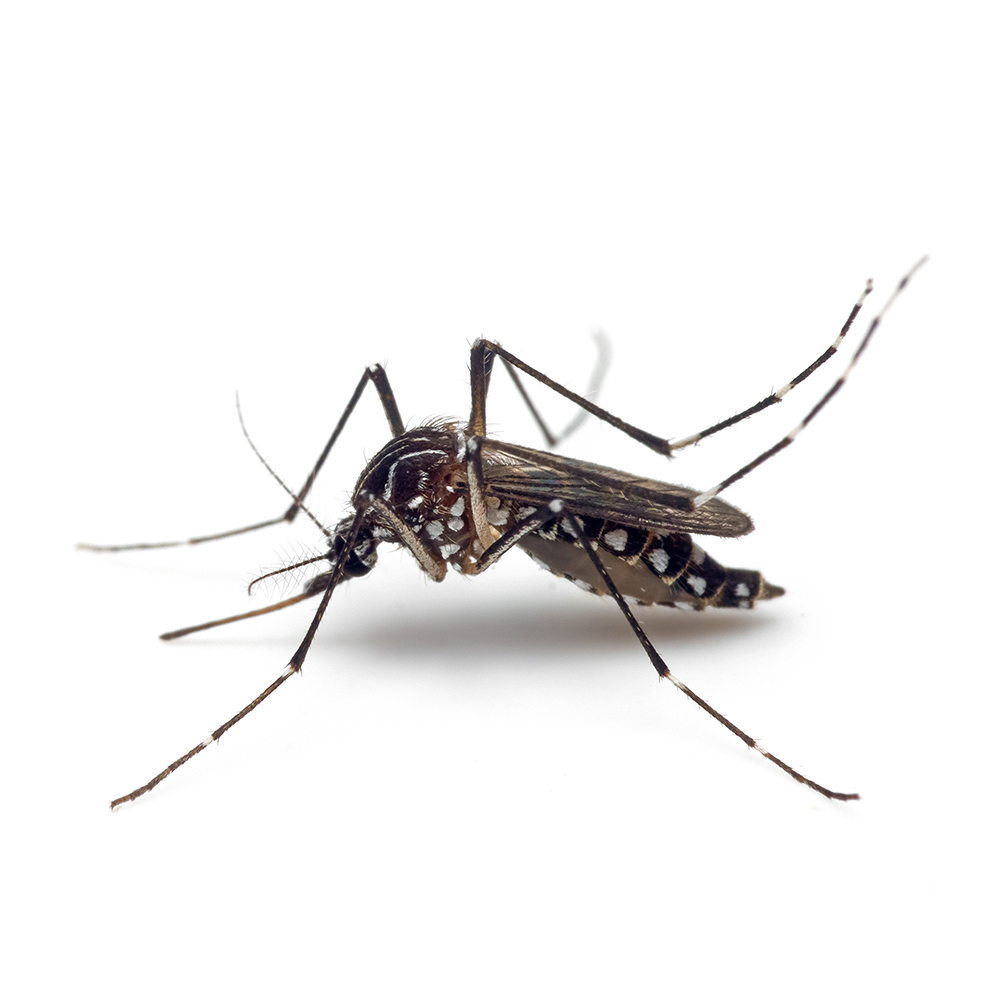 yellow-fever-mosquito-identification-behavior-yellow-fever-mosquito